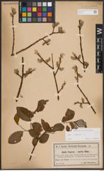Foto von Salix caprea L.
